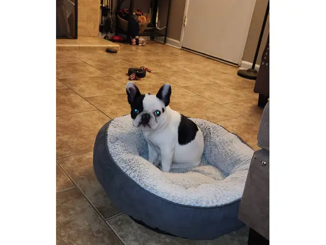 Male French Bulldog for Sale - 5/5