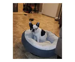 Male French Bulldog for Sale - 5