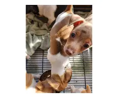 5 little rat terrier puppies