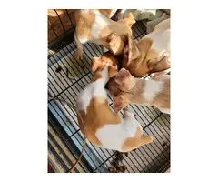 5 little rat terrier puppies - 2