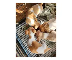 5 little rat terrier puppies - 3