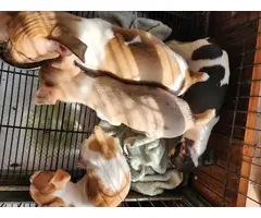5 little rat terrier puppies - 5