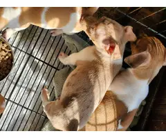 5 little rat terrier puppies - 6