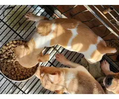 5 little rat terrier puppies - 7