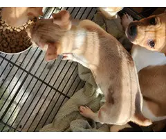 5 little rat terrier puppies - 8