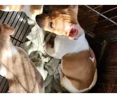 5 little rat terrier puppies - 9
