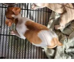 5 little rat terrier puppies - 10