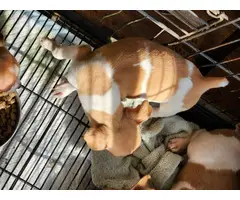 5 little rat terrier puppies - 13