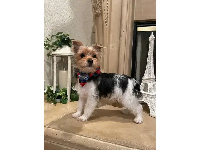 2 purebred Yorkshire Terriers for sale - 1/9