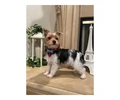 2 purebred Yorkshire Terriers for sale