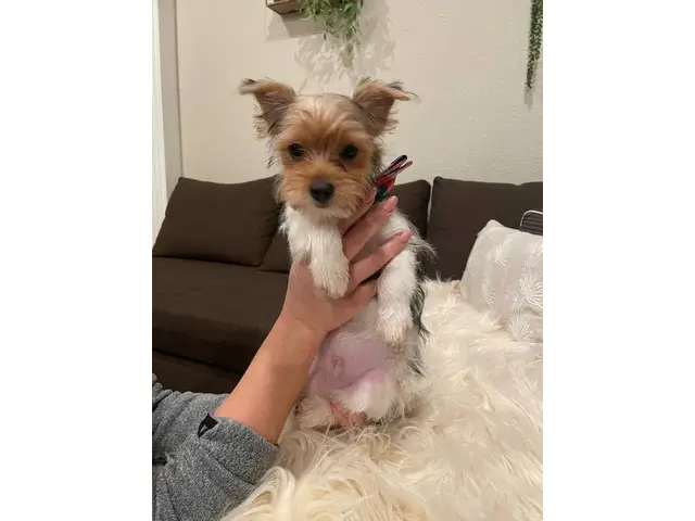 2 purebred Yorkshire Terriers for sale - 2/9