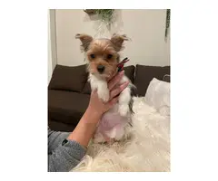 2 purebred Yorkshire Terriers for sale - 2