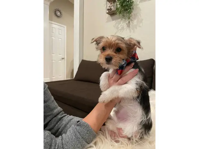 2 purebred Yorkshire Terriers for sale - 3/9