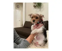 2 purebred Yorkshire Terriers for sale - 3