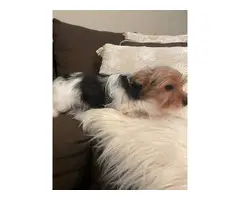 2 purebred Yorkshire Terriers for sale - 4