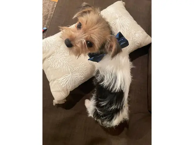 2 purebred Yorkshire Terriers for sale - 5/9