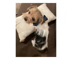 2 purebred Yorkshire Terriers for sale - 5