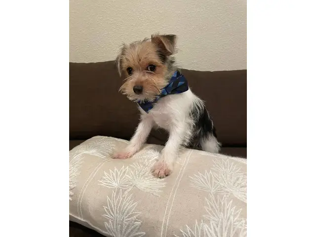 2 purebred Yorkshire Terriers for sale - 6/9