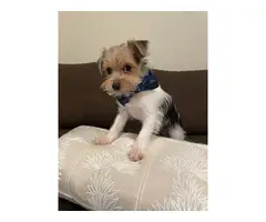 2 purebred Yorkshire Terriers for sale - 6