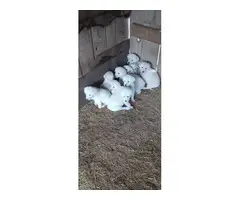 10 Akbash Puppies for sale - 2