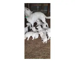 10 Akbash Puppies for sale - 3