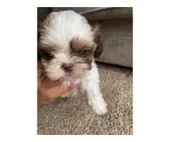 Shih tzu puppies for sale - 3