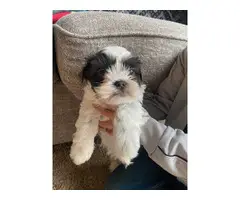 Shih tzu puppies for sale - 4