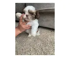 Shih tzu puppies for sale - 5