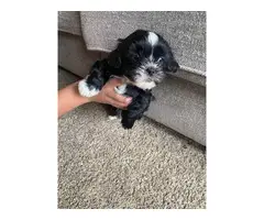 Shih tzu puppies for sale - 6