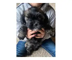 Shih tzu puppies for sale - 7