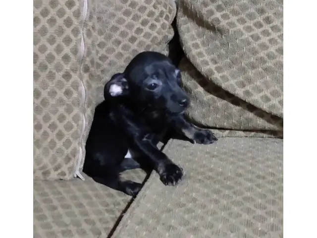 2 Chihuahua pups for adoption - 2/4