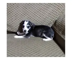 2 Chihuahua pups for adoption - 3