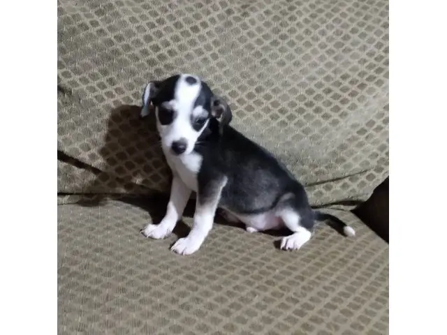 2 Chihuahua pups for adoption - 4/4