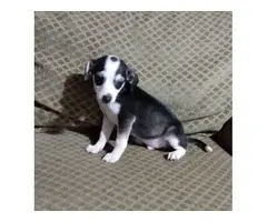 2 Chihuahua pups for adoption - 4