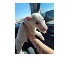 7 weeks old male bull terrier puppy