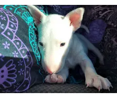 7 weeks old male bull terrier puppy