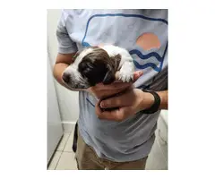 8 AKC German Shorthaired Pointer puppies for sale
