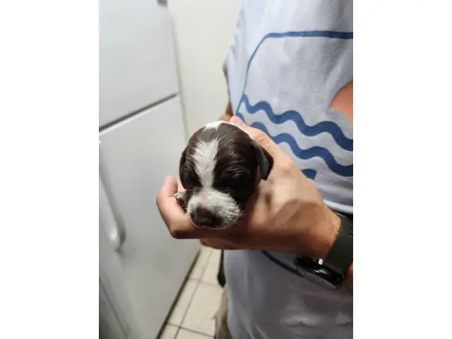 8 AKC German Shorthaired Pointer puppies for sale - 2/12
