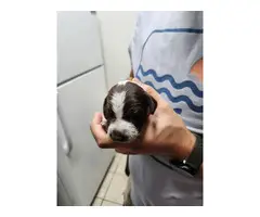 8 AKC German Shorthaired Pointer puppies for sale - 2