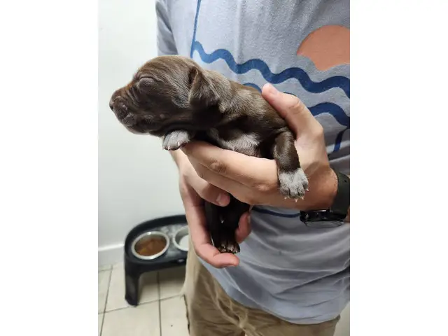 8 AKC German Shorthaired Pointer puppies for sale - 3/12