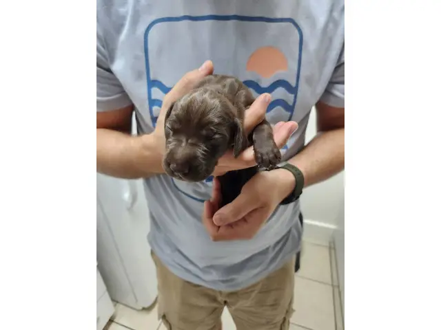 8 AKC German Shorthaired Pointer puppies for sale - 5/12