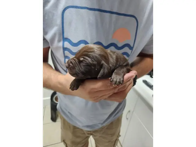 8 AKC German Shorthaired Pointer puppies for sale - 6/12