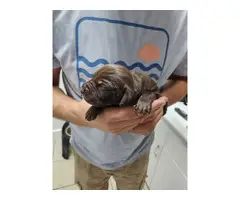 8 AKC German Shorthaired Pointer puppies for sale - 6