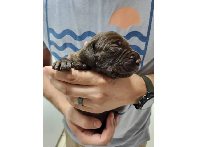 8 AKC German Shorthaired Pointer puppies for sale - 7/12