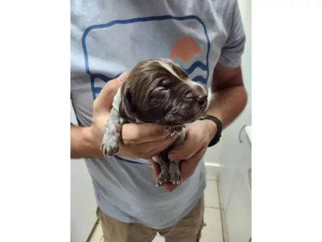 8 AKC German Shorthaired Pointer puppies for sale - 8/12