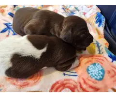 8 AKC German Shorthaired Pointer puppies for sale - 9