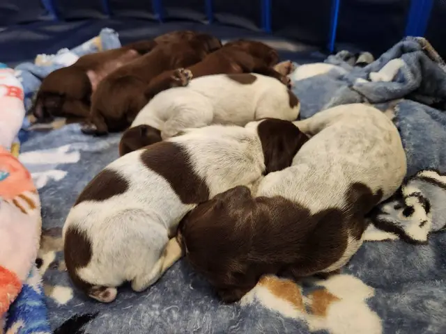 8 AKC German Shorthaired Pointer puppies for sale - 10/12