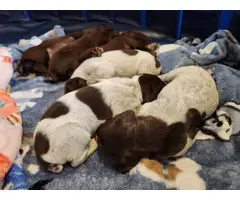 8 AKC German Shorthaired Pointer puppies for sale - 10