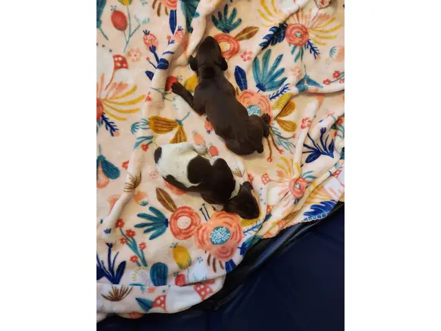 8 AKC German Shorthaired Pointer puppies for sale - 11/12
