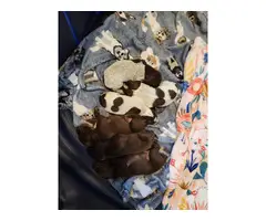 8 AKC German Shorthaired Pointer puppies for sale - 12
